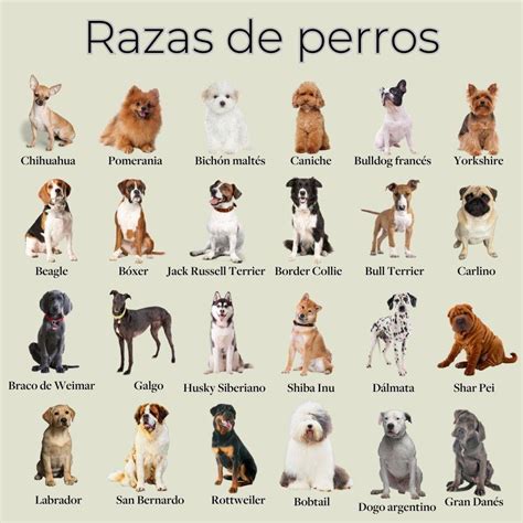 nombres de razas de perros